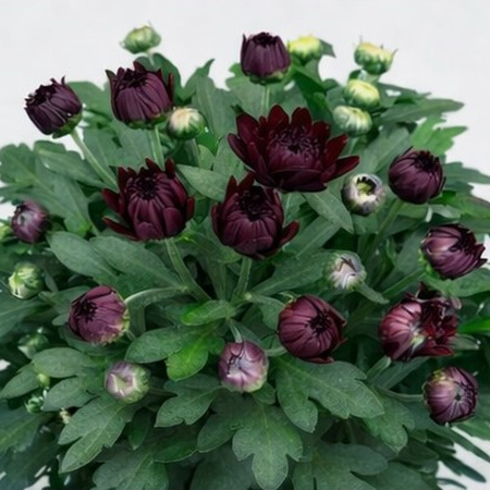 Chrysanthemum 10,5cm – Lagoon Purple