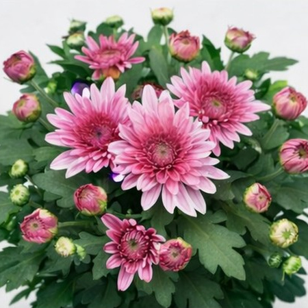 Chrysanthemum 10,5cm – Lively Pink Bicolor